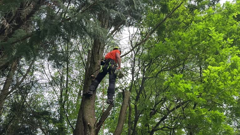 Trusted Mebane, NC  Tree Services Experts