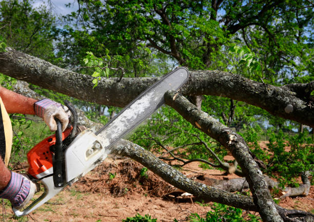 Lawn Pest Prevention in Mebane, NC